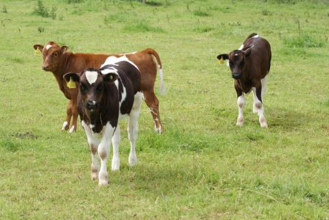 Three cows in field