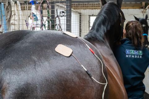 RAMP member with a horse with medical equipment