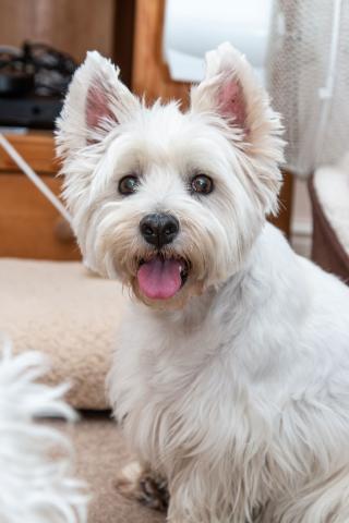 White dog with tongue out