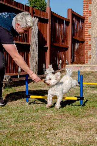 Dog jumping over hurdles