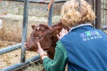 RAMP member with calf